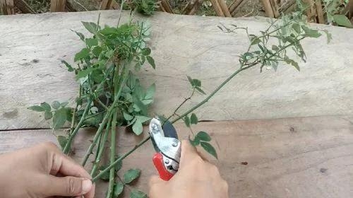 用衛生紙繁殖月季的神奇方法 用衛生紙繁殖月季的神奇方法