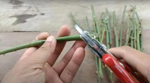 用衛生紙繁殖月季的神奇方法 用衛生紙繁殖月季的神奇方法