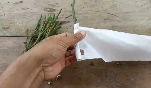 用衛生紙繁殖月季的神奇方法 用衛生紙繁殖月季的神奇方法