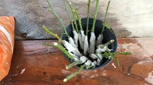 用衛生紙繁殖月季的神奇方法 用衛生紙繁殖月季的神奇方法